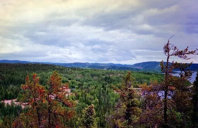 Forest view toward Martin Lake near Uranium City